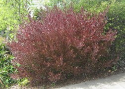 Dodonaea viscosa purpurea / Bordó levelű hopp bokor